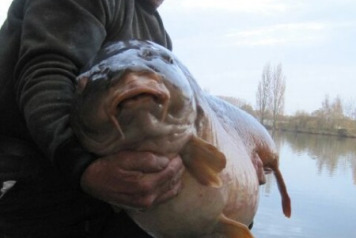 70lb'er at Laroussi! - 1