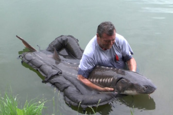 Massive Sturgeon - 1