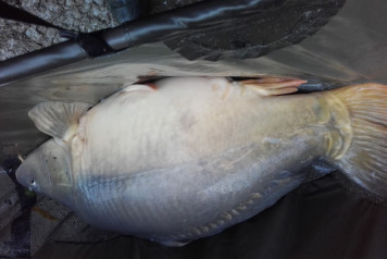 A Couple Of New Residents - 1