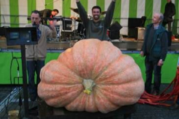Laroussi owner grows the European Record Pumpkin! - 1