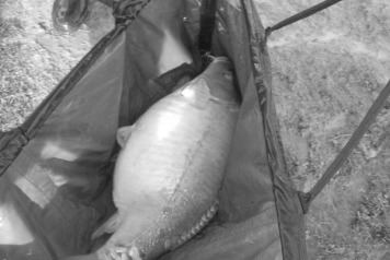 Additional stock added.... - 1