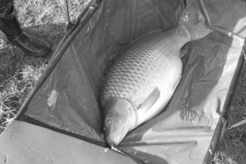 Additional stock added.... - 2