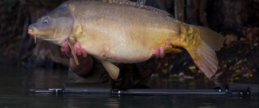 Fish photos photo 3 Emeraude