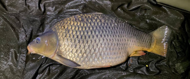 Fish photos photo 2 Souvenirs