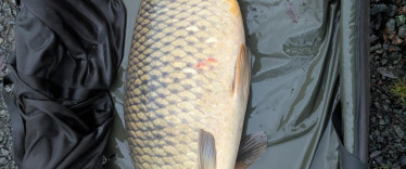 Fish photos photo 2 Carrouge