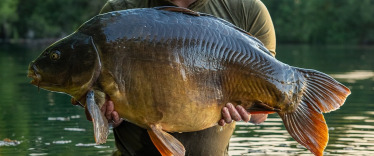 Fish photos photo 3 Laroussi