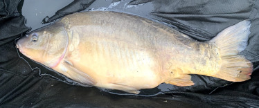 Fish photos photo 3 Laroussi