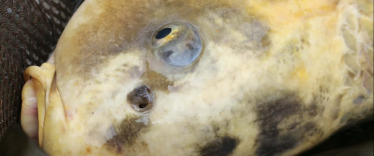 Fish photos photo 3 Brocard Large