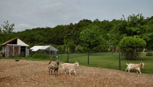 Landes, Carp fishing France, Resident Goats