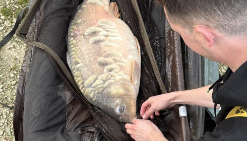 A carp from Fullys Lake, Oct 2025