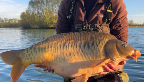 A carp from Fullys Lake, Apr 2026