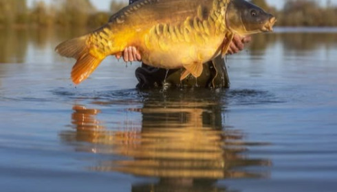 A carp from Fullys Lake, Nov 2025