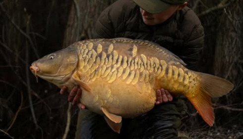 A carp from Fullys Lake, Feb 2026