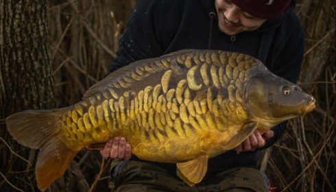A carp from Fullys Lake, Mar 2026
