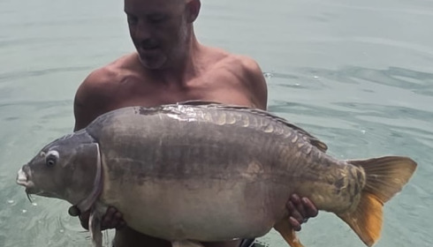 A carp from Golden Carp Lake, Aug 2026