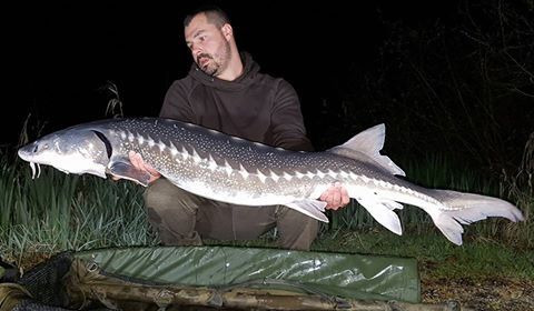 A sturgeon from Autels, Oct 2020