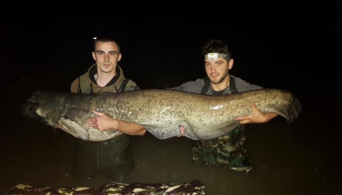 A catfish from Autels, Oct 2020