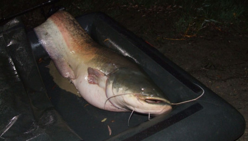 A 99 lb 14 oz catfish from Beaurepaire, Richard Sheppard, Oct 2020