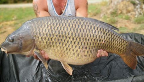 A 56 lb carp from Blue Lake, sherman, Aug 2020