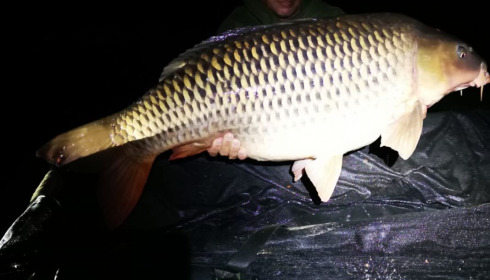 A 51 lb carp from Blue Lake, sherman, Aug 2020
