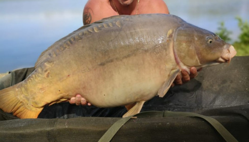 A 49 lb carp from Blue Lake, sherman, Aug 2020