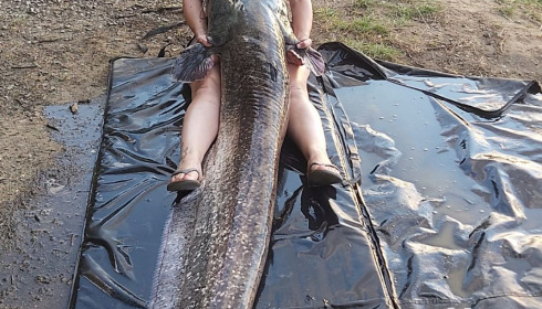 A carp from Cailleaux, giran, Jul 2020