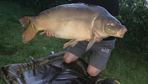 A carp from Cailleaux, radford, Aug 2020