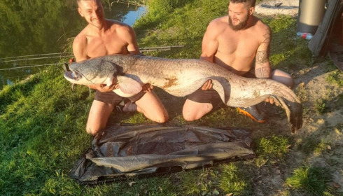 A catfish from Cailleaux, beeland, Sep 2020
