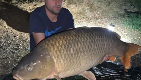A carp from Cailleaux, radford, Aug 2020