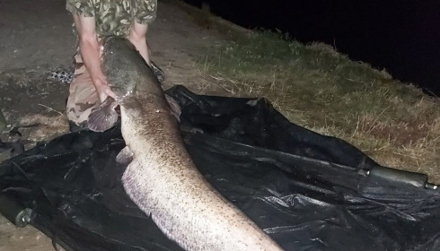 A carp from Cailleaux, giran, Jul 2020