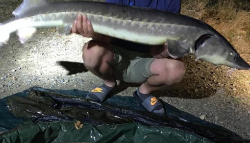 A carp from Cailleaux, radford, Aug 2020