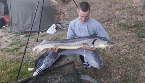 A sturgeon from Cailleaux, beeland, Sep 2020