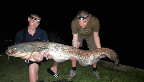 A catfish from Cailleaux, beeland, Sep 2020