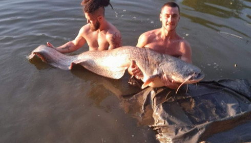 A catfish from Cailleaux, bealand, Sep 2020