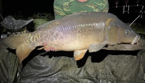 A carp from Cailleaux, creig, Aug 2020