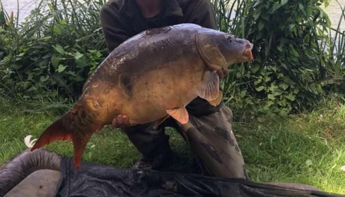 A carp from Cailleaux, radford, Aug 2020