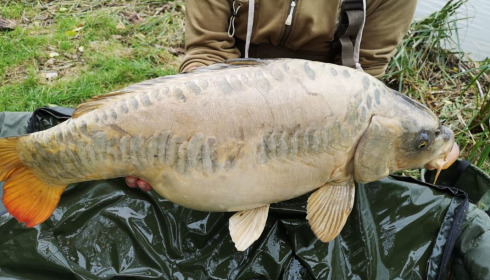 A carp from Cailleaux, a, Oct 2020