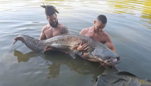 A catfish from Cailleaux, beeland, Sep 2020