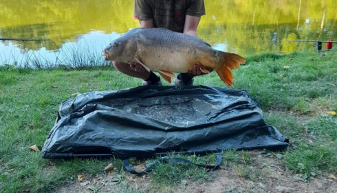 A carp from Cailleaux, beeland, Sep 2020