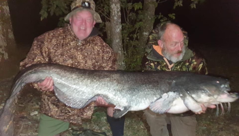 A catfish from Cailleaux, a, Oct 2020