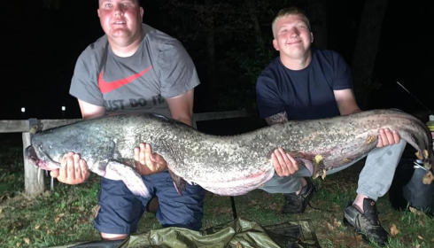 A carp from Cailleaux, radford, Aug 2020