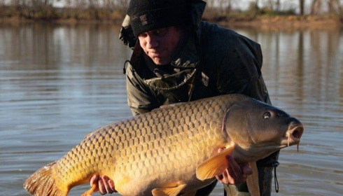 A carp from Jonchery, Dec 2020