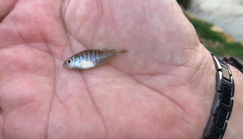 A carp from Landes, Mar 2021