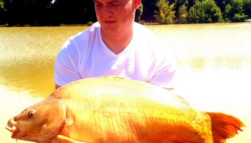 A carp from Landes, Mark Hoggins, Jul 2020