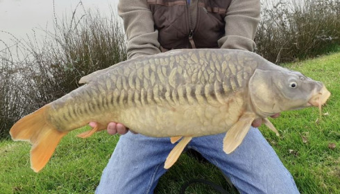 A carp from Landes, Ron, Mar 2021