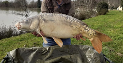 A 32 lb carp from Landes, Ron, Mar 2021