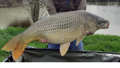 A 24 lb carp from Landes, Ron, Mar 2021