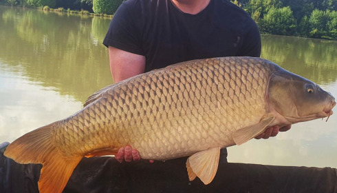 A carp from Landes, Mark Hoggins, Jul 2020