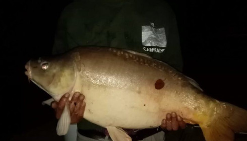 A 28 lb carp from Lillybelle, Rastaman, Jul 2020