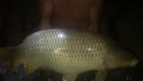 A 37 lb carp from Lillybelle, Jamie Barber, Aug 2020